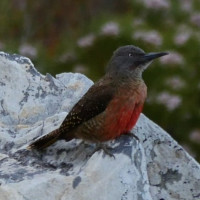 Ground Woodpecker